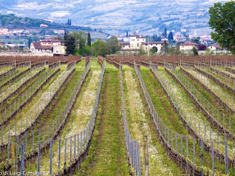 Valpolicella 2017; Loc. Monga
