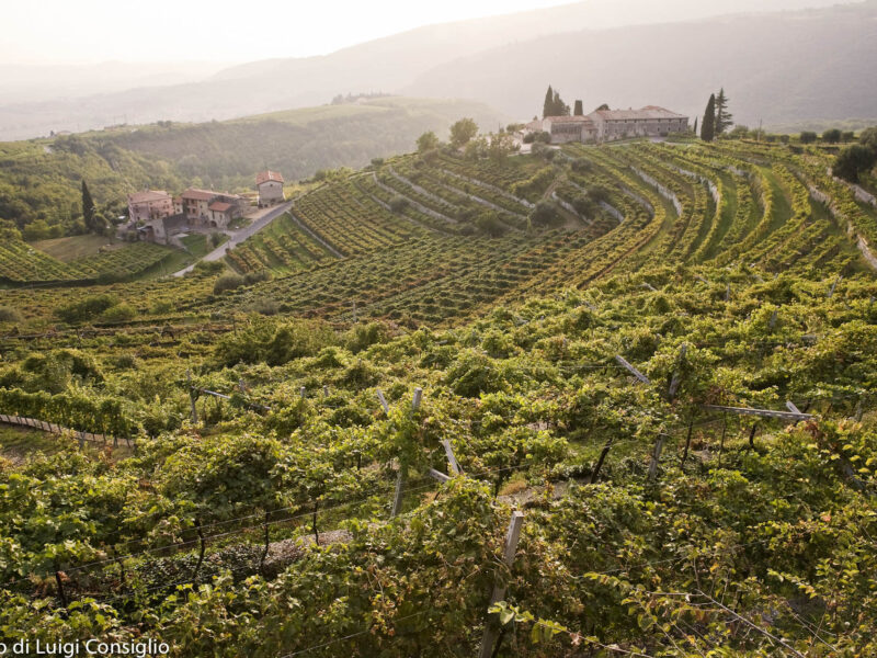 Valpolicella 2017; SP 34, vendemmia