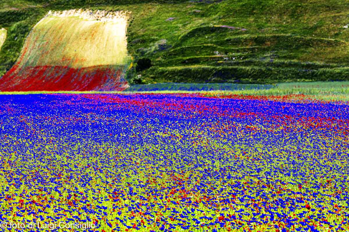 Castelluccio-piana_MG_1160