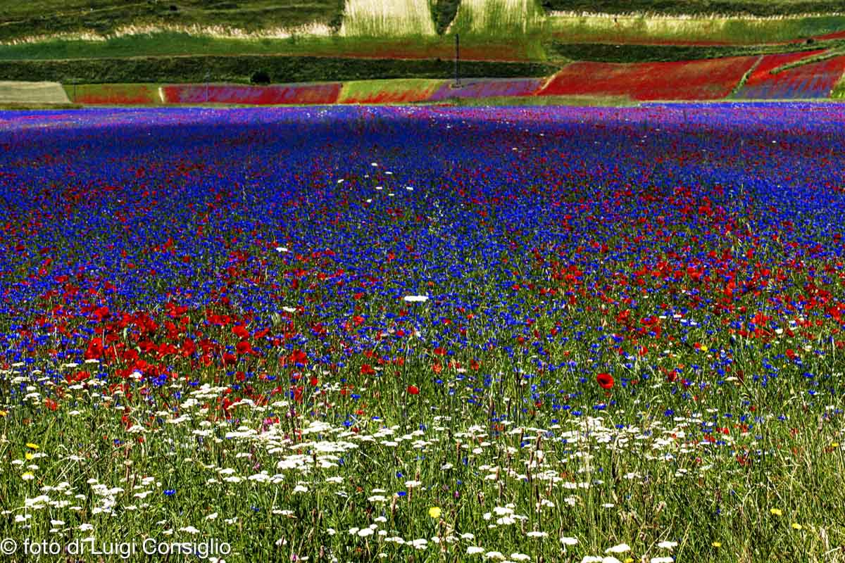 Castelluccio-piana_MG_1180