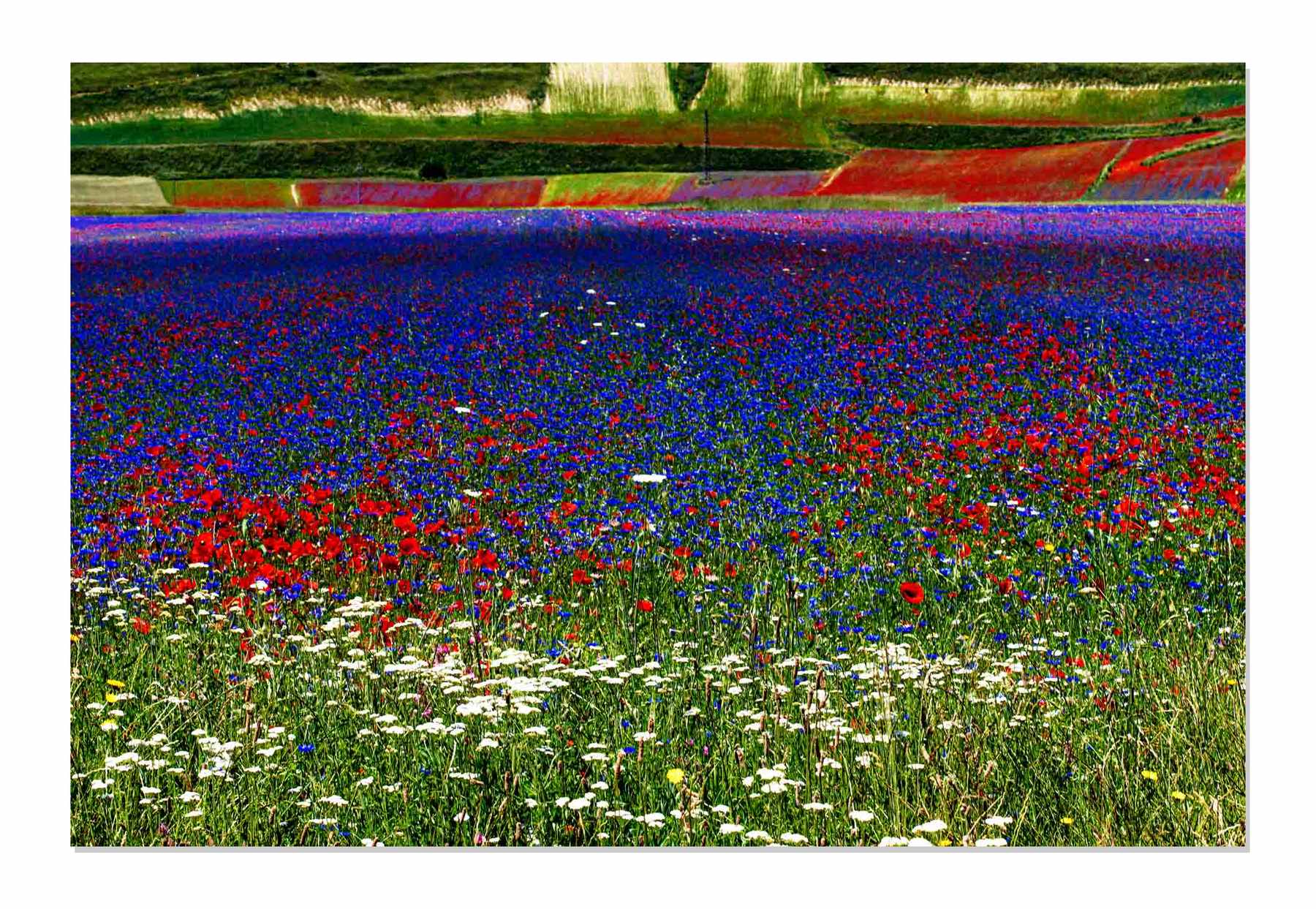 Fioritura_bianco_ombra_web